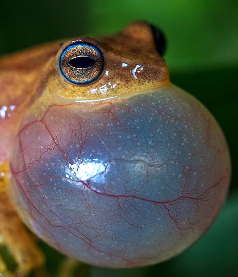 The intricate details when a Variable Bush Frog croaks..  They produce croaking sound from the air sac below their mouth that inflates and deflates. Air from the lungs is channeled to the air sac, which resonates to make the sound louder. Cool Frogs, Frog Croaking, Frog Tongue, Frog Character, Indian Wildlife, Animals Photography, Anatomy Study, Character References, Three Friends