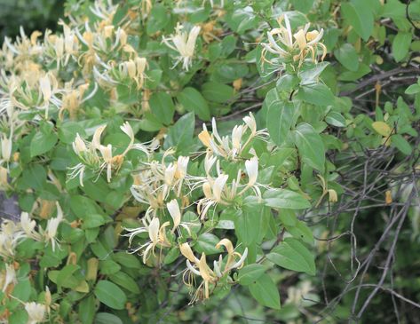 Delightfully Fizzy Honeysuckle Cordial - Chelsea Green Publishing Chelsea Green, Honeysuckle Flower, Fizzy Drink, Natural Building, Wild Food, Sweet Scents, Green Books, If Only, Organic Farming