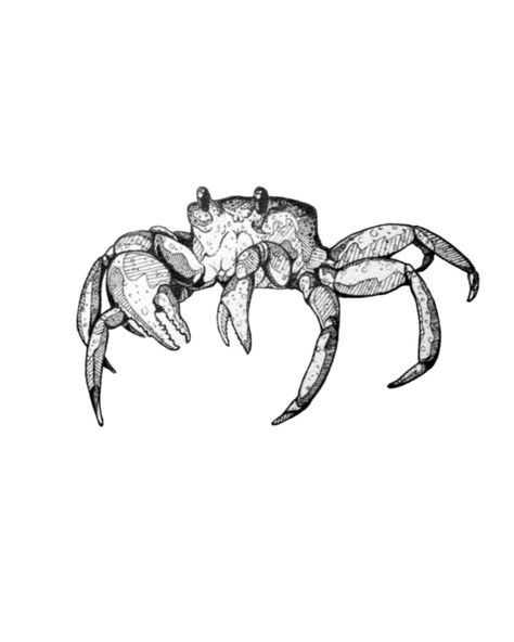 Spider Crab Tattoo, Crawdad Tattoo, Veracruz Tattoo, Crab Tattoo Design, Tat Drawings, Sea Sketches, Crab Sketch, Sea Creature Tattoo, Crab Tattoo