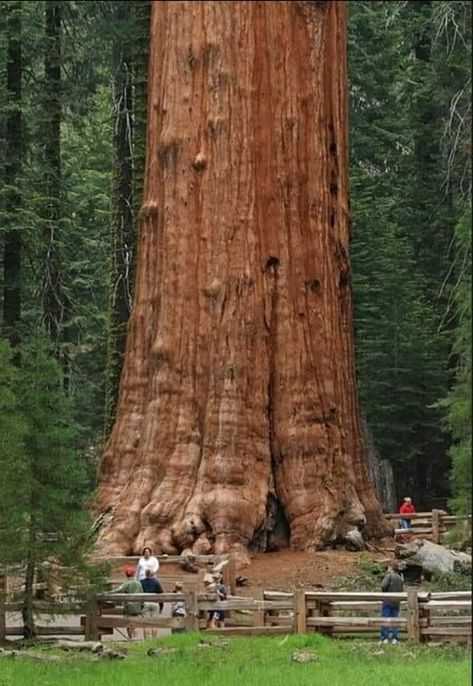 THE GENERAL SHERMAN TREE (Sequoiadendron giganteum) This giant sequoia tree is located at Sequoia National park, California. It is the largest tree in the world, measured by volume. It's height about 275 feet (83.8 metres) tall,,, with a diameter of 36 feet (11 metres) at the base,,, 103 feet (31.3 metres) in circumference,,, total volume of trunk is 52,500 cubic feet, and weighs more than 6,000 tons. It is estimated to be between 2300-2700 years old. Sequoiadendron Giganteum, Giant Sequoia Trees, General Sherman, Old Facebook, Wood Trees, Sequoia Tree, Giant Tree, Old Trees, Natural Building