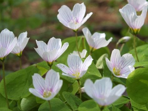 Oxalis Acetosella, Plants Names, Pink Streaks, Wood Sorrel, Stone Plant, Balcony Plants, Perennial Herbs, Flowering Plants, Walk In The Woods