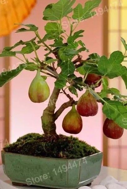 Fig Bonsai, Fruit Bonsai, Bonsai Fruit Tree, Bonsai Mini, Bonsai Ficus, Bonsai Tree Types, Mini Bonsai, Indoor Bonsai, Home Garden Plants