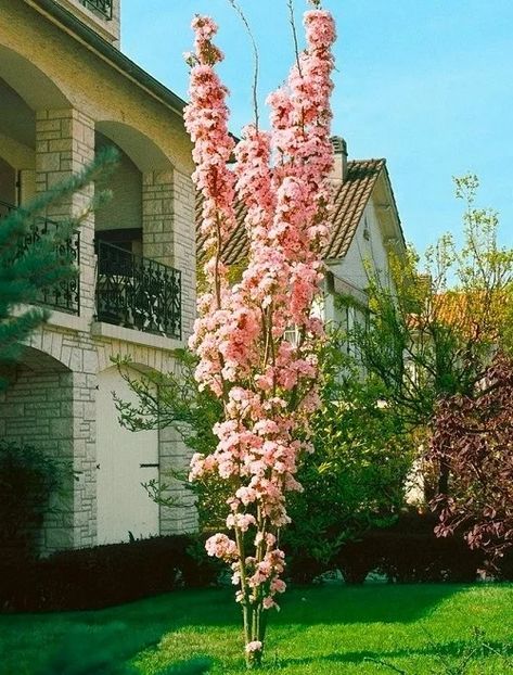 28 Best Tall Skinny Trees | Columnar Tree Names Leyland Cypress Trees, Tree Names, Japanese Garden Plants, Blue Spruce Tree, Prunus Serrulata, Leyland Cypress, Red Maple Tree, Arborvitae Tree, Columnar Trees