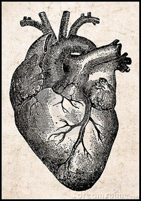 <3 Realistic Heart Drawing, Anatomical Heart Drawing, Human Heart Anatomy, Herz Tattoo, Heart Anatomy, Heart Art Print, Heart Sketch, Arte Van Gogh, Heart Poster