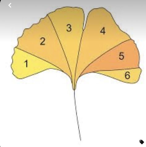 Stained Glass Leaf Patterns, Ginko Leaf Design, Simple Stained Glass Patterns Free Printable Templates, Simple Stained Glass Patterns, Stained Glass Leaf, Glass Wreath, Diy Stained Glass Window, Stained Glass Window Hangings, Stained Glass Sun