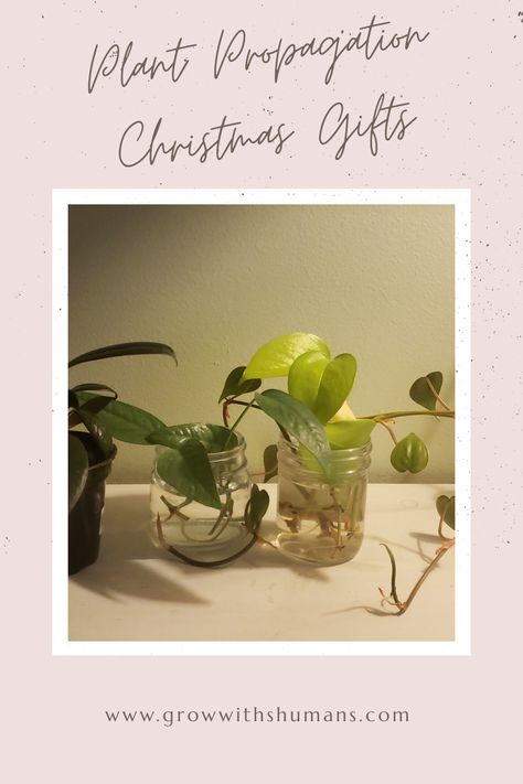 Free, easy, and zero waste Christmas gifts from propagating houseplants! Plant Christmas Gifts, Propogating Plants, Homemade Gifts Christmas, Propagate Basil, Christmas Plants Gifts, Zero Waste Christmas, Heart Leaf Philodendron, Christmas Plants, Low Waste