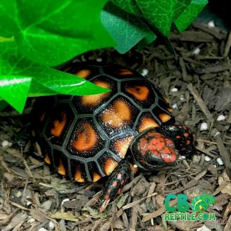 Red Eyed Crocodile Skink, Turtle Rocks, Pancake Tortoise, Indian Star Tortoise, Turtles For Sale, Red Footed Tortoise, Land Turtles, Tortoise Table, Turtle Care