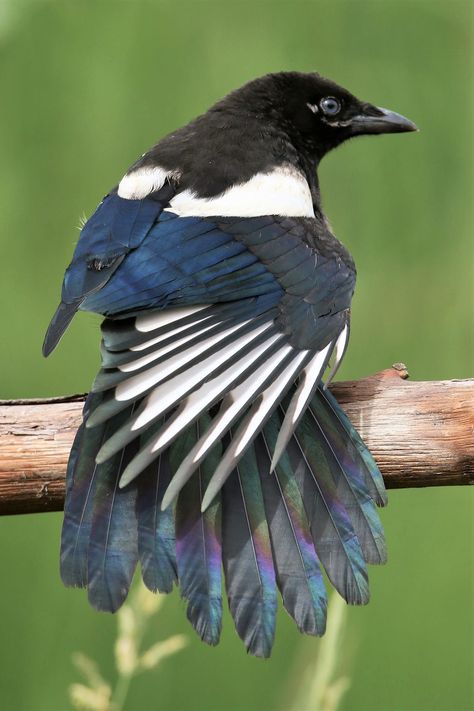 Black Billed Magpie Tattoo, Black Billed Magpie, Magpie Feather Tattoo, Magpie Photo, Magpie Character Design, Korean Magpie, Magpie Reference, Magpie Flying, Magpie Photography