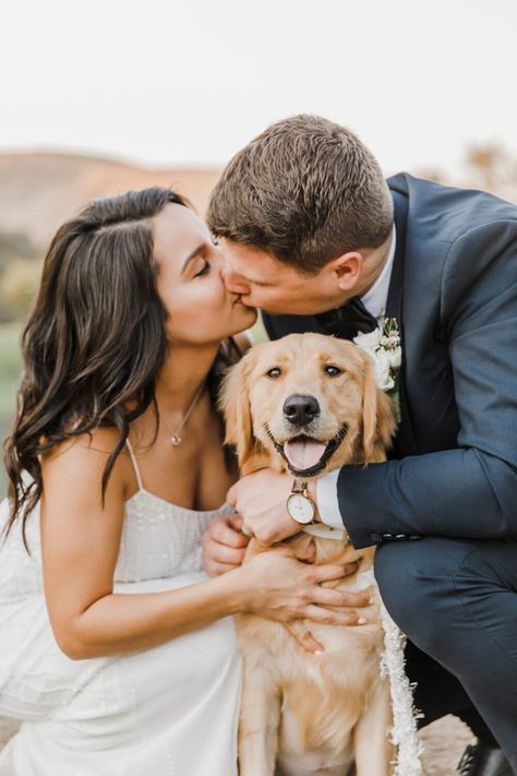 First Look With Dog Wedding, Dog Photography Golden Retrievers, Bridal Pictures With Dog, Dog And Wedding, Bridals With Dog, Wedding With Dog Photos, Dog Wedding Ideas Receptions, Wedding Golden Retriever, Dog Wedding Photoshoot