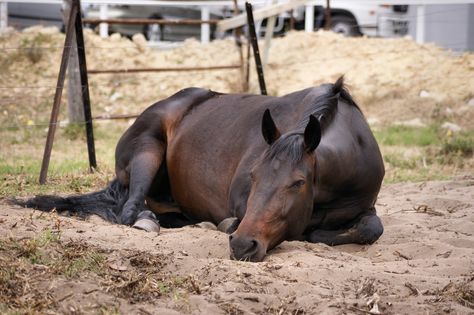 Horse Laying Down, Horse Anatomy, Horse Inspiration, Most Beautiful Horses, Interesting Animals, Thoroughbred Horse, Funny Horse, Equine Art, Horse Photos