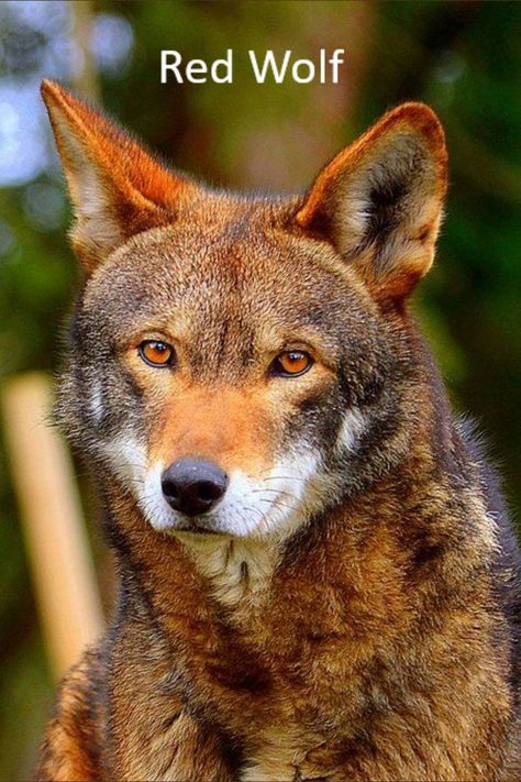 Once common throughout the southeastern USA, red wolves have been reduced to the brink of extinction. In 2015 the conservation of the red wolf was stopped & no action was taken to prosecute the small group of North Carolina poachers (male hunters) who picked off the remaining wolves one by one. A KEYSTONE SPECIES, wolves play a critical role in maintaining the structure of an ecological community. Without keystone species, the ecosystem would be dramatically different or cease to exist. Wolf Love, Red Wolf, Wild Wolf, Wolf Pictures, Wolf Spirit, Beautiful Wolves, Rare Animals, Endangered Animals, Wild Dogs