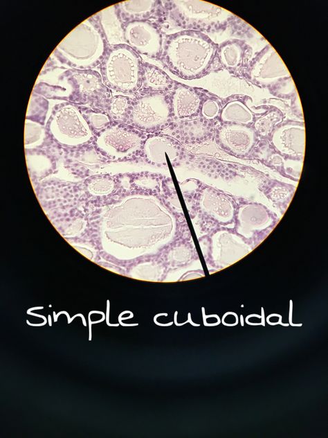 Simple cuboidal epithelial tissue Simple Cuboidal Epithelium, Epithelial Tissue, Histology Slides, College Preparation, Tissue Types, Medical Laboratory Science, School Info, Laboratory Science, Medical Laboratory