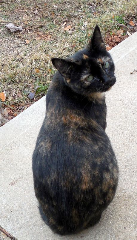 Tortoise Cats, Brown Kitty, Tortoiseshell Cat, Cat Tortoiseshell, Black Tortoiseshell Cat, Mostly Black Tortoiseshell Cat, Beautiful Tortoiseshell Cat, Dark Tortoiseshell Cat, Tortoise Shell Cat