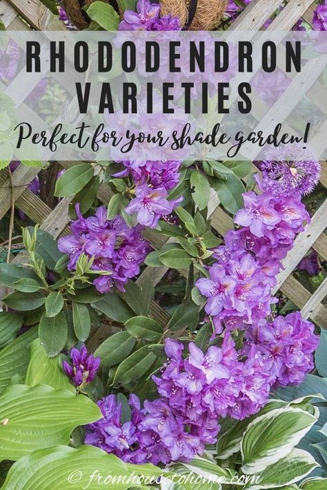 Learn which Azalea and Rhododendron varieties are the best ones for your garden--the easiest to grow, most fragrant, and have the prettiest blooms #fromhousetohome   #rhododendron #shadelovingshrubs #shadeplants #spring #perennialgarden Companion Plants For Rhododendron, Partial Shade Perennials, Rhododendron Problems, Rhododendron Japanese Garden, Cold Weather Plants, Shade Perennial Garden, Shade Flowers Perennial, Rhododendron Purple, Shade Loving Shrubs