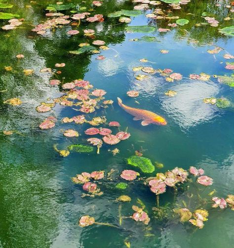 Lotus Pond Aesthetic, Green Pond Aesthetic, Pretty Scenery Aesthetic, Cottagecore Photos, Pretty Settings, Koi Fish Aesthetic, Pond Aesthetic, Pond Scenery, Pond Drawing