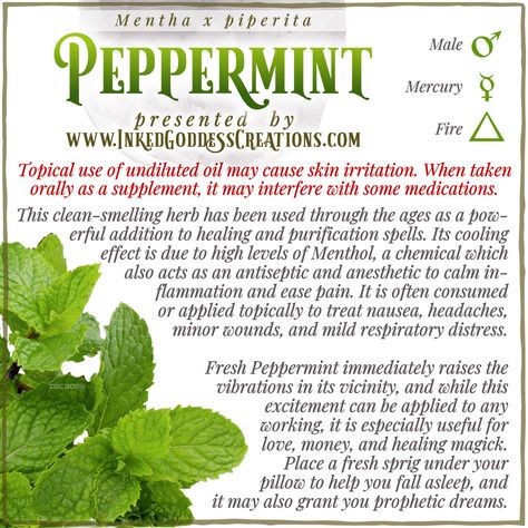 A sprig of peppermint leaves sits against a white background. The text explains peppermint's metaphysical correspondences, some trivia about its origin and historical use, and ways to use it in your magickal practice. Presented by Inked Goddess Creations. Witch's Garden, Mushroom Core, Sleep Dream, Witch Garden, Magic Herbs, Kitchen Witchery, Eclectic Witch, Herbal Magic, Spiritual Path