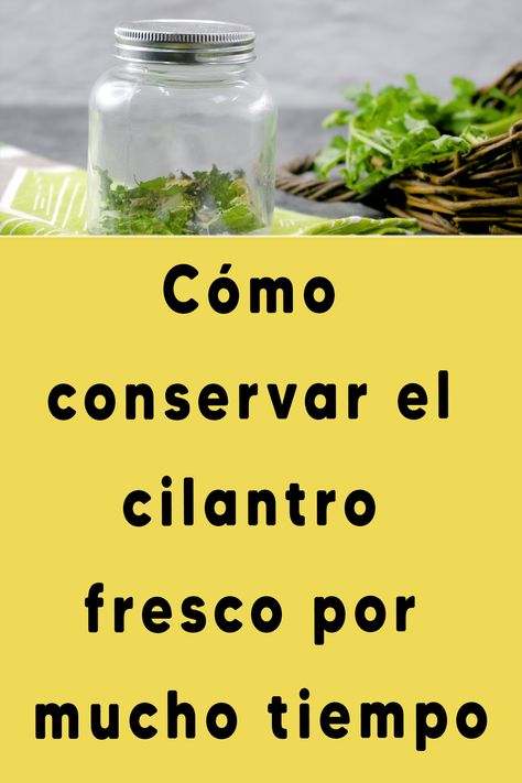 Cómo conservar el cilantro fresco por mucho tiempo Parsley, Cilantro, Herbs