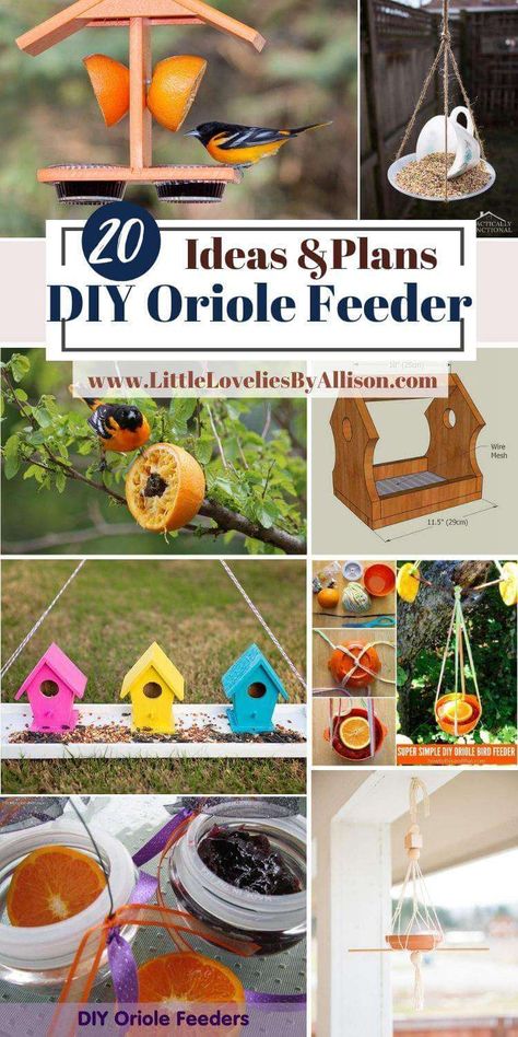 DIY Oriole Feeder Plans Diy Baltimore Oriole Feeder, Oriel Bird Feeder Diy, Oriole Bird Feeders Diy Grape Jelly, Oriole Feeders Homemade, Oriel Feeder Diy Jelly, Unique Bird Feeders Diy, Diy Oriole Jelly Feeder, Diy Oriole Feeder, Oriole Bird Feeders Diy