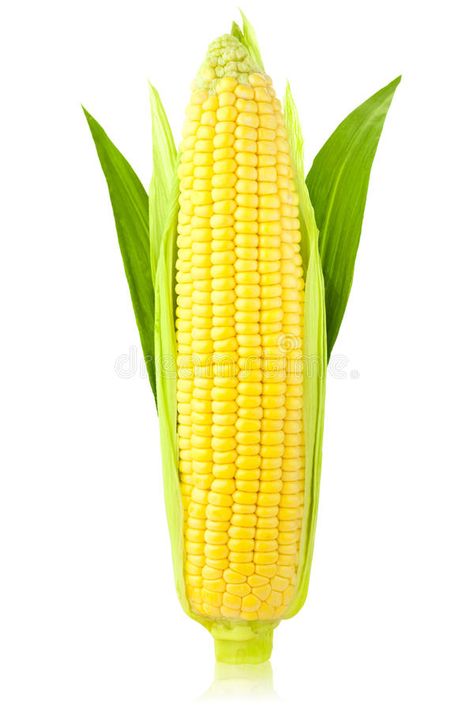 Corn Photography, Corn Crop, Ear Of Corn, White Corn, Tassel Earing, Ears Of Corn, Cartoon Background, Fresh Corn, Organic Vegetables