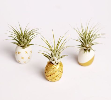 Air Plant Pot, Plant Holder Diy, Plant Display Ideas, Pineapple Party, Air Plant Display, Air Dry Clay Projects, Pineapple Decor, Support Plante, Diy Chalkboard