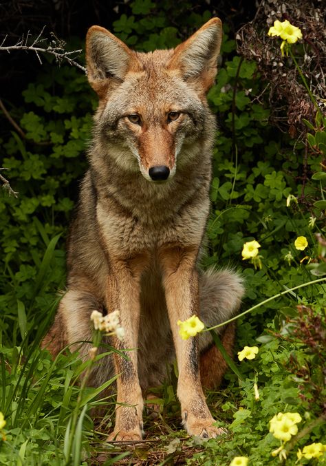 https://flic.kr/p/DzuZyB | Urban Coyote | Bernal Heights | Last week I decided to volunteer for Project Coyote, a local nonprofit Coyote Tattoo, Coyote Animal, 1970s Cartoons, Dog Corner, Coyote Hunting, Desert Animals, African Wild Dog, Wild Dogs, A Wolf