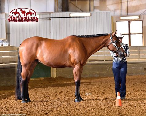 In Hand Horse Show, Show Horse, Dream Horse Barns, American Quarter Horse, Horse Barn, Quarter Horse, Show Horses, Beautiful Horses, Mustang