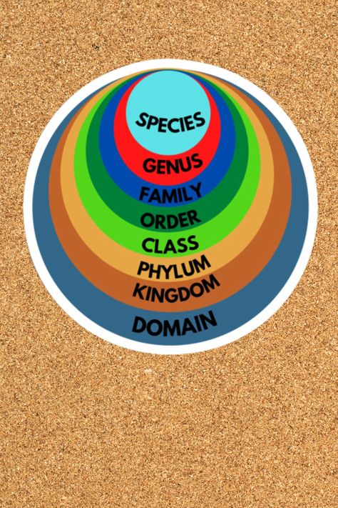 Info-graphics of taxonomic classification from species to domain. Taxonomic Classification, For Sale