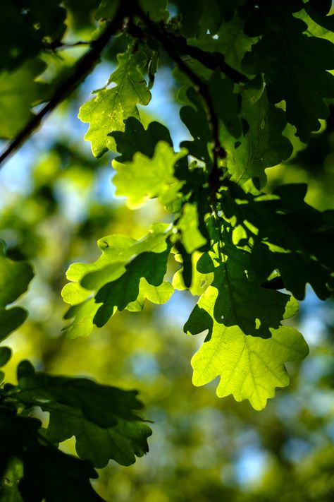 Spring greens | Wouter de Bruijn | Flickr Gouache Reference, Spring Leaves, Leaf Photography, Summer Trees, Spring Mood, Tree Leaves, Pastel Art, Reference Photos, Spring Green