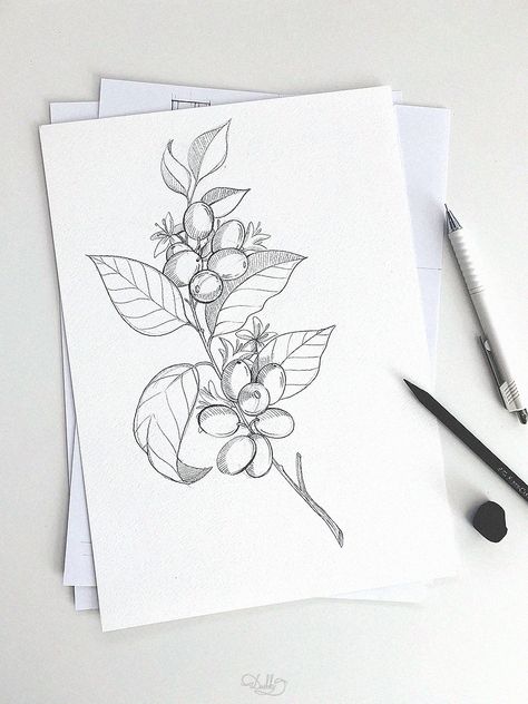 Coffee Bean Tree Tattoo, Coffee Plant Watercolor, Coffee Bean Plant Drawing, Coffee Plant Sketch, Coffee Berry Tattoo, Coffee Bean Plant Tattoo, Coffee Plant Tattoo Minimalist, Coffee Tree Tattoo, Coffee Branch Tattoo