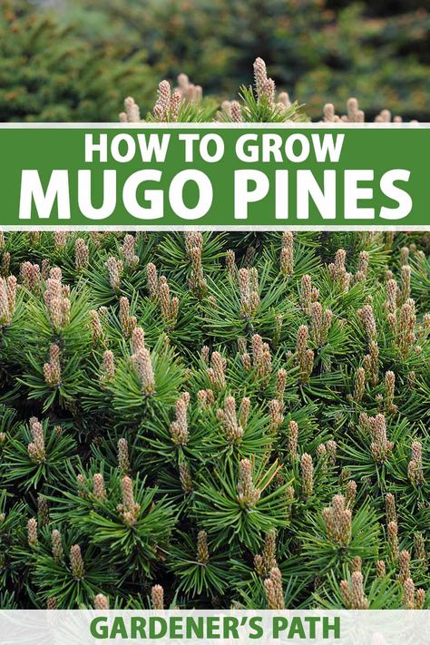 Mugo pines have so much character: they add texture, evergreen color, and shape to the garden. They come in a huge range of sizes, from dwarf types under a foot tall to 20-foot-tall trees. Some varieties sport colorful foliage in gold and yellow.. Learn how to care for mugo pines on Gardener's Path. #pine #gardenerspath Mugo Pine Landscape, Golden Mop Cypress, Mugo Pine, Evergreen Color, Pine Garden, Lean To Greenhouse, Vegetable Benefits, Garden Idea, Backyard Remodel