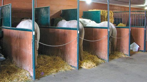 Horse Tie Stalls, Diy Horse Stalls, Standing Horse, Barn Layout, Horse Farm Ideas, Horse Standing, Stall Fronts, Tack Rooms, Horse Barn Ideas Stables