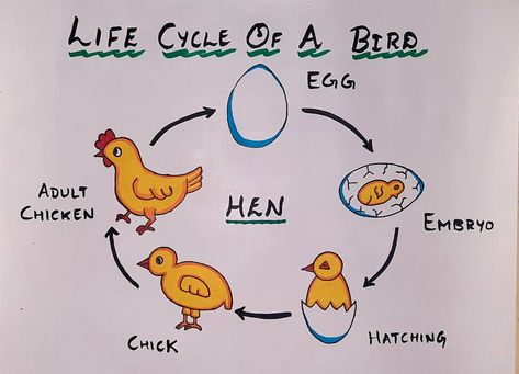 Hen life cycle Life Cycle Of Hen, Life Cycle Of A Bird, Bird Life Cycle, Cycle Drawing, Chicken Life Cycle, Letter B Worksheets, Infant Classroom, Project Board, Cycle Of Life