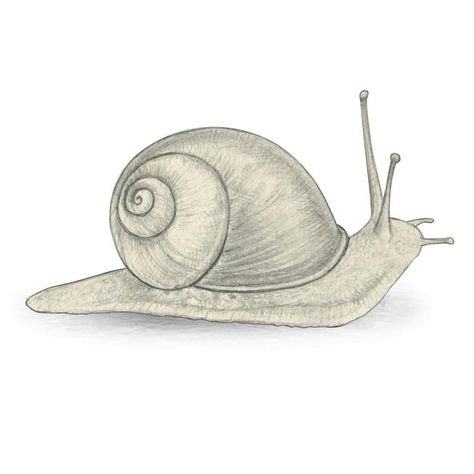 Pencil drawing realistic snail naturalis... | Premium Vector #Freepik #vector #background #texture #hand #ornament Snail Outline Drawing, Snail Pencil Drawing, Sea Snail Drawing, Cute Snail Sketch, Snail Drawing Illustrations, Snail Drawing Simple, Snails Drawing, Snail Sketch, Insects Drawing