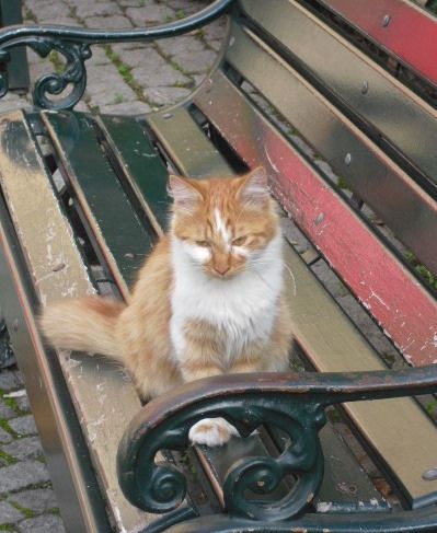 Cat on a bench People Sitting On Bench, Sitting On A Bench Aesthetic, Two People Sitting On A Bench, Cat In Chair, Cats Mating On Bench, Bench Window Seat, Animal Projects, Cat Sitting, Beautiful Cat