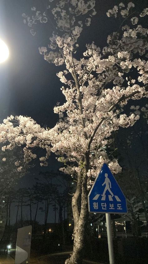 Cherry Blossom Wallpaper, Cocoppa Wallpaper, Nothing But Flowers, Pretty Landscapes, Japan Aesthetic, Iphone Wallpaper Themes, Iphone Wallpaper Tumblr Aesthetic, Cute Wallpaper For Phone, Homescreen Wallpaper