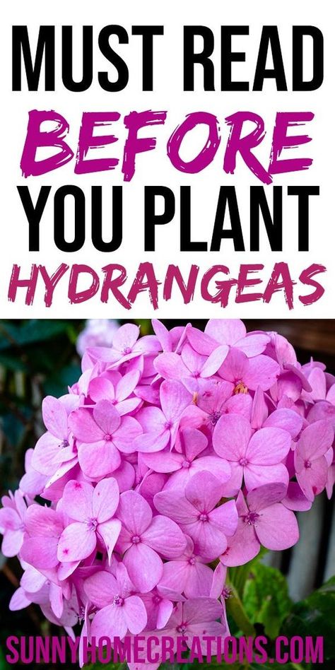 Hydrangea Plant Care, Propagating Hydrangeas, Hydrangea Tree, Hydrangea Landscaping, Hydrangea Shrub, Hydrangea Bush, Hydrangea Care, Growing Hydrangeas, Backyard Gardening