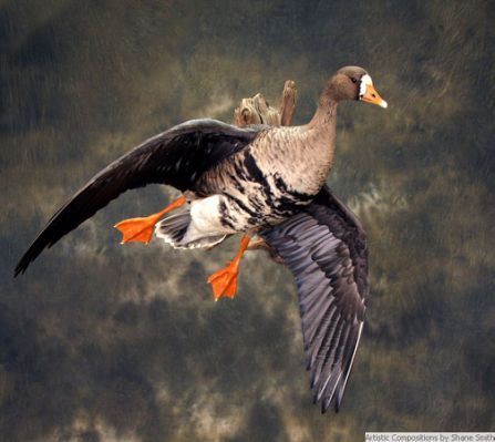 Taxidermy is a true form of art, you can't beat a good looking specklebelly! Taxidermy Wall Display, Goose Taxidermy, Wood Duck Mounts, Duck Identification, Bobcat Mounts, Taxidermy Duck, Duck Taxidermy, Duck Hunting Decor, Duck Mounts