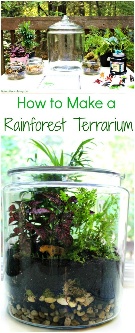 How to Make a Rainforest Terrarium with Kids - Natural Beach Living Rainforest Experiment, Rainforest Experiments For Kids, Rainforest Terrarium, Ecosystem Activities, Rainforest Classroom, Rainforest Crafts, Habitat Activities, Rainforest Project, Rainforest Activities