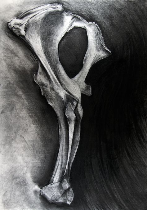 study (bone)  charcoal drawing Bone Drawing, Skeleton Drawings, Observational Drawing, Art Charcoal, Charcoal Art, Skeleton Art, A Level Art, Ap Art, 2d Art