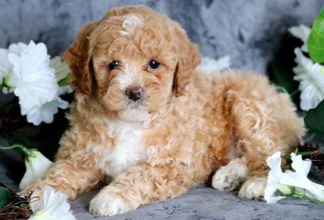 Toy Poodle Puppies For Sale | Puppy Adoption | Keystone Puppies Toy Puppies For Sale, Schnoodle Puppy, Dogs Ideas, Poodle Toy, Puppy Obedience Training, Poodle Puppies For Sale, Toy Dog Breeds, Positive Dog Training, Toy Poodle Puppies