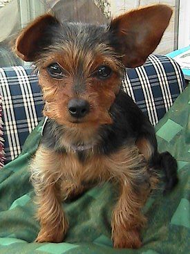 Dachshund Yorkie aka Dorkie... Aly told u ur dog is part dashhound!! Looks identical to sophie!! Sophie is a DORKIE lmfao Dorkie Pup, Silver Dachshund, Dog Breeds Pictures, Walking Dogs, Busy Girl, Dog Chain, Yorkie Mix, Dachshund Mix, Dachshund Puppies