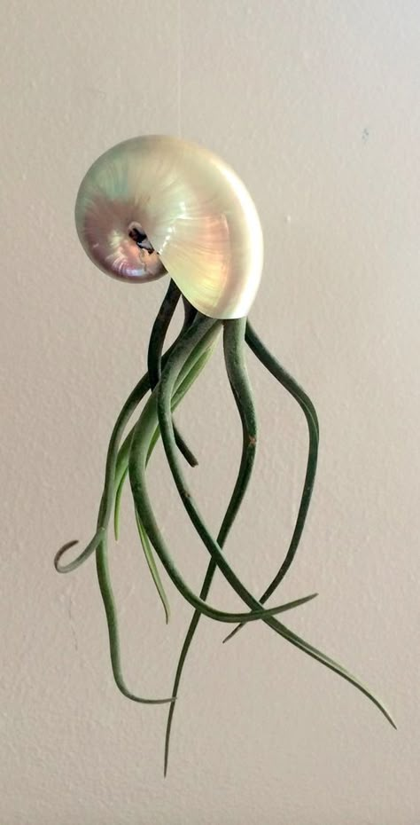 Air Plant Bulbosa/Medusa Hanging Pearl Nautilus Planter Come Assembled: Air Plants Decor, Trendy Plants, Air Plant Display, Air Plant Terrarium, Deco Nature, Unusual Plants, Ornamental Plants, Plant Ideas, Plant Pictures