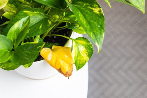 Need help reviving the health of your Pothos plant? This article will focus on 5 specific issues that could be causing pothos leaves to turn yellow. Pothos Leaves Turning Yellow, Neon Pothos, Golden Pothos, Clear Vase, Dark Green Background, Pothos Plant, Indoor Plant Care, Rose Leaves, Unusual Flowers