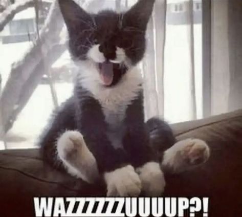 Fun Pics, Silly Cats Pictures, Formda Kal, Silly Images, Silly Animals, Silly Pictures, Funny Cute Cats, Silly Cats, Pretty Cats