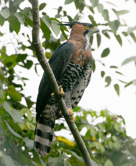 Ornate Hawk Eagle, Hawk Eagle, Raptors Bird, Colorful Bird, Extinct Animals, Pretty Animals, Birds Of Prey, Eagles, Mythical Creatures