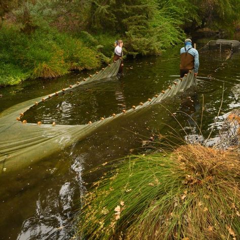 UC Davis | Ecological Management and Restoration Major Ecological Restoration, Wildlife Conservation Aesthetic, Conservation Biology, Future Jobs, Research Projects, What Can I Do, Wildlife Conservation, Dream Job, Undergraduate