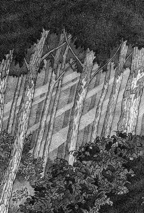 "Forest" pen drawing year 2013 Ink Background Drawing, Forest From Above Drawing, Dense Forest Drawing, Forest Pen Drawing, Dark Forest Sketch, Forest Ink Drawing, Manga Forest, Rendered Plan, Ink Forest