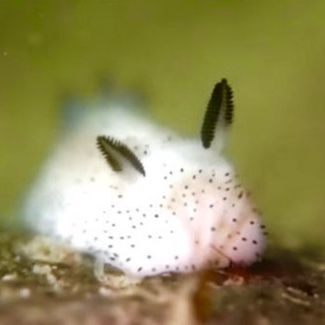 Sea bunny(ocean slug)1” Sea Slugs, Sea Slug, Slug, That Look, Candy, Animals