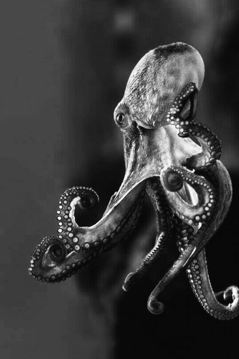 Tenticals Reference, Octopus Reference, Octopus Reference Photo, Black And White Octopus Tattoo, Black And White Octopus, Octopus Photos, Octopus Photography, Octopus Sketch, Octopus Black And White Photography