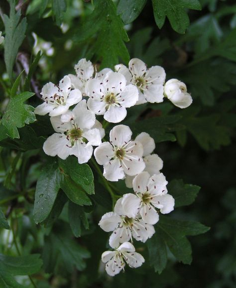 White Hawthorn Blossom | State Symbols USA The Flowers, White Flowers, Flower Tattoo, Flowers, Green, White, Instagram